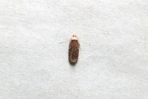 Agonopterix sp.